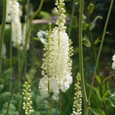 Image result for Silberkerze