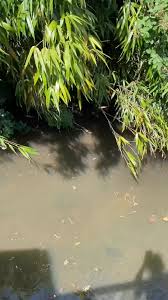 Image result for Addlestone Angling Society