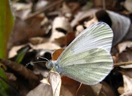 Attēlu rezultāti vaicājumam “Leptidea sinapis underside”