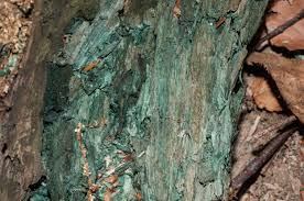 Attēlu rezultāti vaicājumam “Chlorociboria aeruginascens”