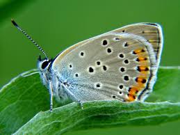 Attēlu rezultāti vaicājumam “Lycaena alciphron female”