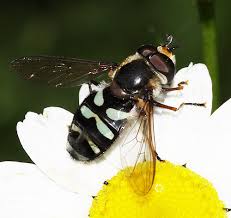 Attēlu rezultāti vaicājumam “Didea alneti”