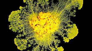 Attēlu rezultāti vaicājumam “Physarum contextum spores”