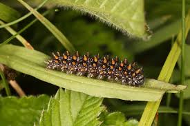 Attēlu rezultāti vaicājumam “Mellicta athalia”