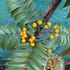 Attēlu rezultāti vaicājumam “Sorbus aucuparia leaf”