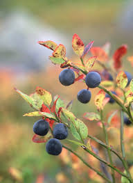 Attēlu rezultāti vaicājumam “Vaccinium myrtillus fruit”