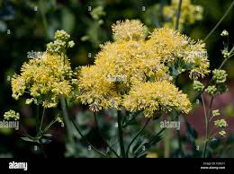 Attēlu rezultāti vaicājumam “Thalictrum flavum”