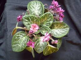 Image result for Saintpaulia ionantha Culitvar