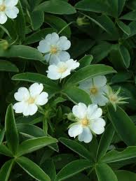 Attēlu rezultāti vaicājumam “Potentilla alba”