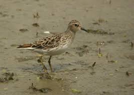 Image result for Calidris subminuta