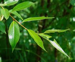 Attēlu rezultāti vaicājumam “Salix pentandra fruit”