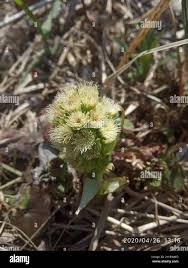 Attēlu rezultāti vaicājumam “Petasites spurius”