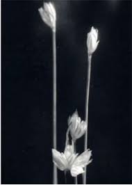 Attēlu rezultāti vaicājumam “Juncus stygius”