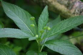 Attēlu rezultāti vaicājumam “Melampsora populnea”