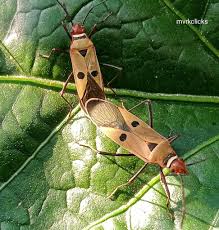 Attēlu rezultāti vaicājumam “Stenotus binotatus male”