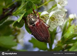 Attēlu rezultāti vaicājumam “Melolontha melolontha”