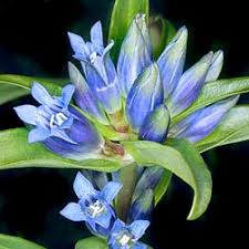 Attēlu rezultāti vaicājumam “Gentiana cruciata leaf”