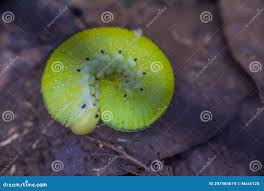 Attēlu rezultāti vaicājumam “Trichiosoma larva”