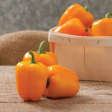 Afbeeldingsresultaat voor baby yellow sweet pepper