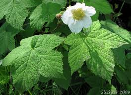 Attēlu rezultāti vaicājumam “Rubus parviflorus leaf”