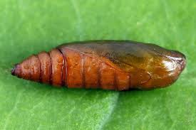 Attēlu rezultāti vaicājumam “Agonopterix hypericella”