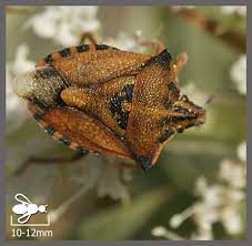 Attēlu rezultāti vaicājumam “Carpocoris sp.”