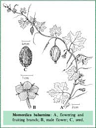 Attēlu rezultāti vaicājumam “Cucurbitaceae”