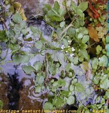 Image result for Rorippa nasturtium-aquaticum