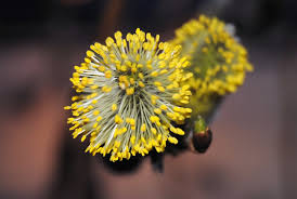 Attēlu rezultāti vaicājumam “Salix caprea male flower”