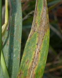 Attēlu rezultāti vaicājumam “Puccinia agrostidis”