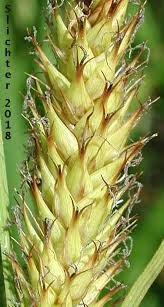 Attēlu rezultāti vaicājumam “Carex atherodes”