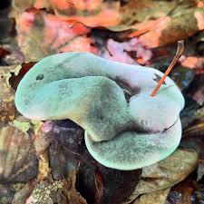 Attēlu rezultāti vaicājumam “Hydnellum sp.”