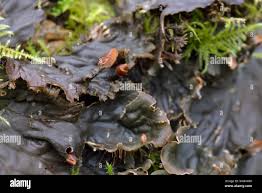 Attēlu rezultāti vaicājumam “Peltigera praetextata”