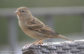 Image result for Passer hispaniolensis