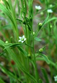 Attēlu rezultāti vaicājumam “Thesium ebracteatum”