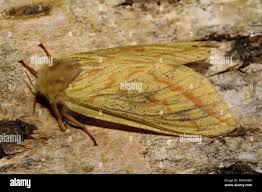 Attēlu rezultāti vaicājumam “Hepialus humuli”