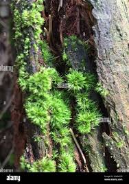 Attēlu rezultāti vaicājumam “Dicranum montanum”