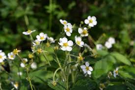 Attēlu rezultāti vaicājumam “Fragaria viridis flower”