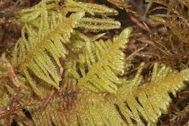 Attēlu rezultāti vaicājumam “Ptilium crista-castrensis”