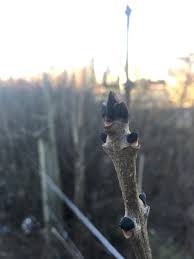 Attēlu rezultāti vaicājumam “Fraxinus excelsior bud”