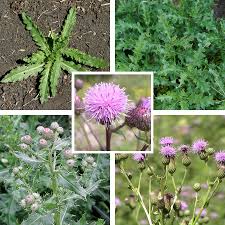 Attēlu rezultāti vaicājumam “Cirsium arvense leaf”