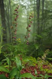Attēlu rezultāti vaicājumam “Epipactis atrorubens flower”