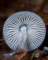 Attēlu rezultāti vaicājumam “Didymium aggregatum”