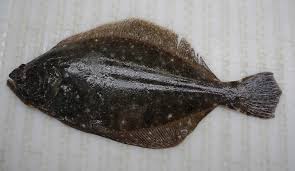 Image result for Paralichthys dentatus