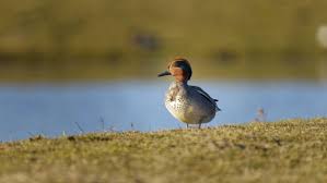 Attēlu rezultāti vaicājumam “Anas crecca male”