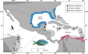 Image result for Sparisoma viride