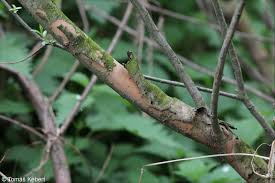 Attēlu rezultāti vaicājumam “Salix triandra fruit”