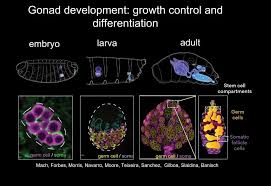 Attēlu rezultāti vaicājumam “Leiocolea rutheana cells”