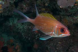 Image result for Holocentrus adscensionis