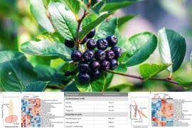 Attēlu rezultāti vaicājumam “Sium latifolium fruit”